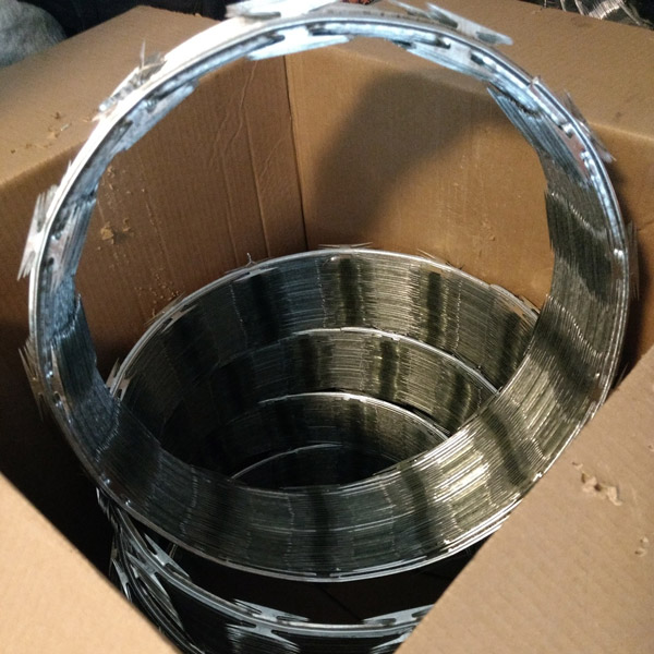 Concertoina recta o sencilla